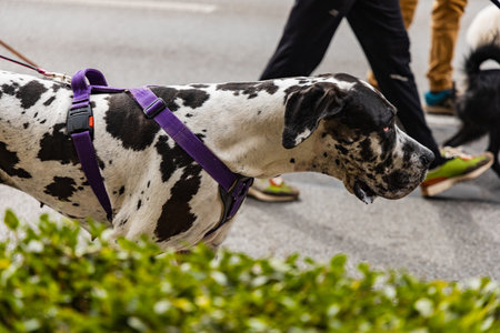 Wroclaw, Poland - September 2022: Dog parade at city center with hundreds of barking and smiling dogsのeditorial素材