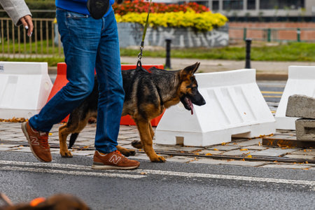Wroclaw, Poland - September 2022: Dog parade at city center with hundreds of barking and smiling dogsのeditorial素材