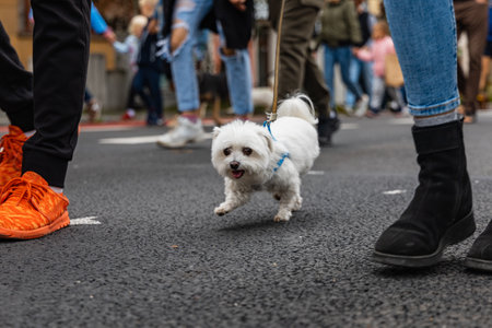 Wroclaw, Poland - September 2022: Dog parade at city center with hundreds of barking and smiling dogsのeditorial素材