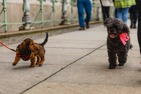 Wroclaw, Poland - September 2022: Dog parade at city center with hundreds of barking and smiling...