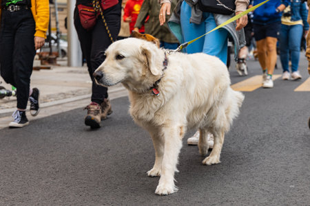 Wroclaw, Poland - September 2022: Dog parade at city center with hundreds of barking and smiling dogsのeditorial素材