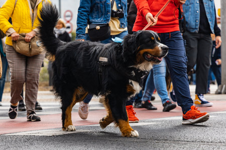 Wroclaw, Poland - September 2022: Dog parade at city center with hundreds of barking and smiling dogsのeditorial素材