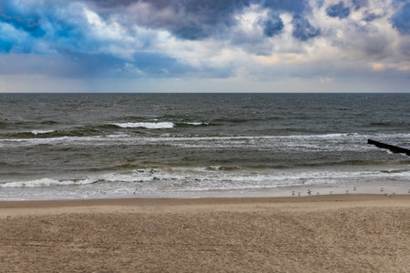 Long sandy coast next to Baltic sea with walking seagullsの写真素材