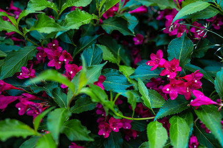A large green bush full of tiny pink flowersの写真素材