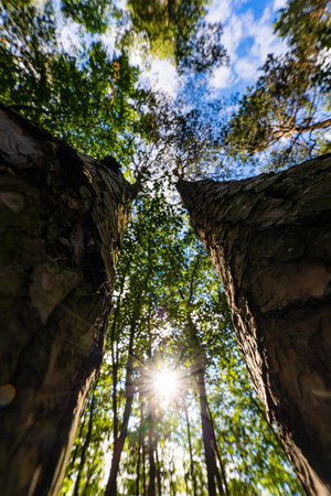 View from below on the high crown of a tree full of leaves behind which the sun shines in the blue skyの写真素材