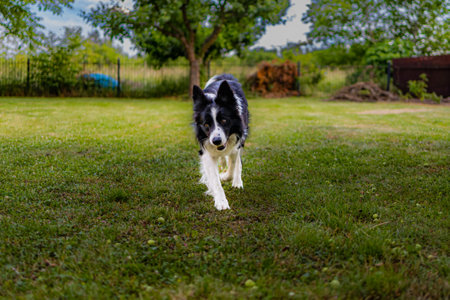 A black and white dog in a green glade full of green grass and treesの写真素材