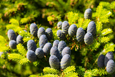 Small young blue cones growing upwards on Korean fir on a sunny dayの写真素材