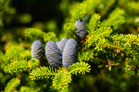 Small young blue cones growing upwards on Korean fir on a sunny dayの写真素材