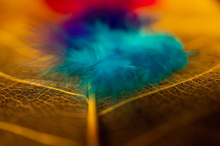 Close up view of several colorful artificial feathers lying on a large transparent leafの写真素材