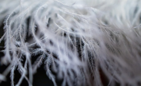 A close-up view of a large artificial feather fabricの写真素材