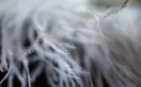 A close-up view of a large artificial feather fabricの写真素材