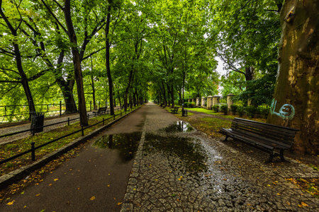 A long path between green trees on a city promenade, reflecting in a puddle on a sunny dayの写真素材