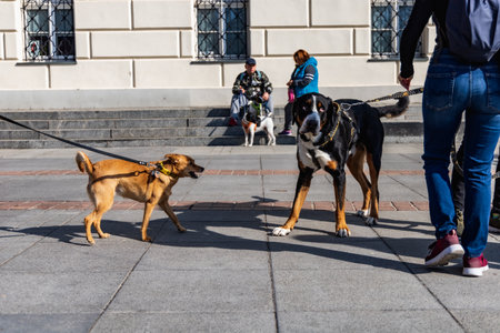 Wroclaw, Poland - September 2022: Freedom square in Wroclaw and city streets full of small and big dogs at Wroclaw Dogs Parade Hau Are You organized by local homeless animal shelterのeditorial素材