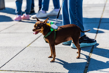 Wroclaw, Poland - September 2022: Freedom square in Wroclaw and city streets full of small and big dogs at Wroclaw Dogs Parade Hau Are You organized by local homeless animal shelterのeditorial素材