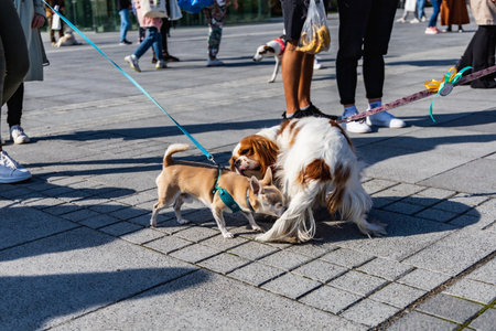 Wroclaw, Poland - September 2022: Freedom square in Wroclaw and city streets full of small and big dogs at Wroclaw Dogs Parade Hau Are You organized by local homeless animal shelterのeditorial素材
