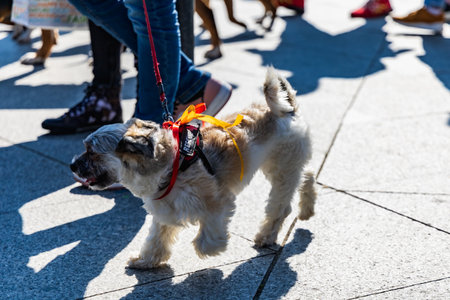 Wroclaw, Poland - September 2022: Freedom square in Wroclaw and city streets full of small and big dogs at Wroclaw Dogs Parade Hau Are You organized by local homeless animal shelterのeditorial素材