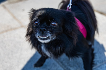 Wroclaw, Poland - September 2022: Freedom square in Wroclaw and city streets full of small and big dogs at Wroclaw Dogs Parade Hau Are You organized by local homeless animal shelterのeditorial素材