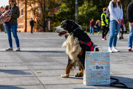 Wroclaw, Poland - September 2022: Freedom square in Wroclaw and city streets full of small and big dogs at Wroclaw Dogs Parade Hau Are You organized by local homeless animal shelterのeditorial素材