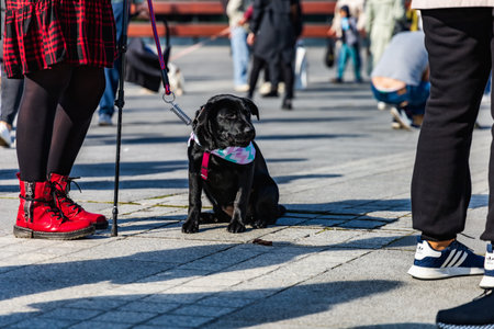 Wroclaw, Poland - September 2022: Freedom square in Wroclaw and city streets full of small and big dogs at Wroclaw Dogs Parade Hau Are You organized by local homeless animal shelterのeditorial素材