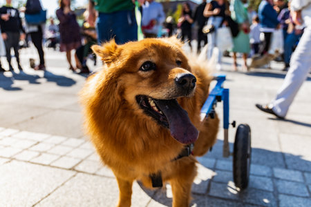Wroclaw, Poland - September 2022: Freedom square in Wroclaw and city streets full of small and big dogs at Wroclaw Dogs Parade Hau Are You organized by local homeless animal shelterのeditorial素材