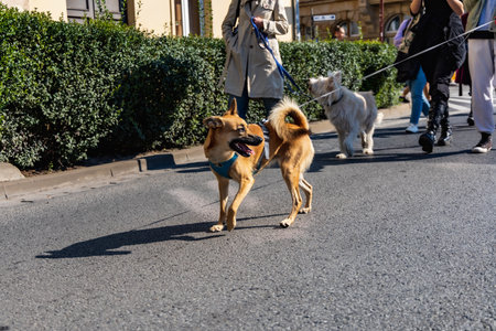 Wroclaw, Poland - September 2022: Freedom square in Wroclaw and city streets full of small and big dogs at Wroclaw Dogs Parade Hau Are You organized by local homeless animal shelterのeditorial素材