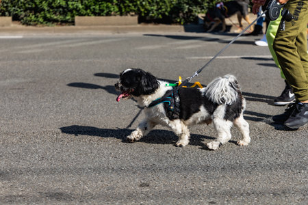 Wroclaw, Poland - September 2022: Freedom square in Wroclaw and city streets full of small and big dogs at Wroclaw Dogs Parade Hau Are You organized by local homeless animal shelterのeditorial素材