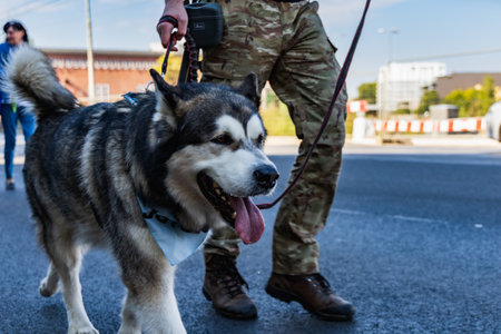 Wroclaw, Poland - September 2022: Freedom square in Wroclaw and city streets full of small and big dogs at Wroclaw Dogs Parade Hau Are You organized by local homeless animal shelterのeditorial素材