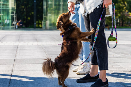 Wroclaw, Poland - September 2022: Freedom square in Wroclaw and city streets full of small and big dogs at Wroclaw Dogs Parade Hau Are You organized by local homeless animal shelterのeditorial素材