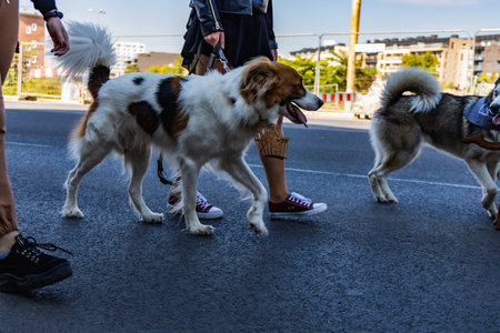 Wroclaw, Poland - September 2022: Freedom square in Wroclaw and city streets full of small and big dogs at Wroclaw Dogs Parade Hau Are You organized by local homeless animal shelterのeditorial素材