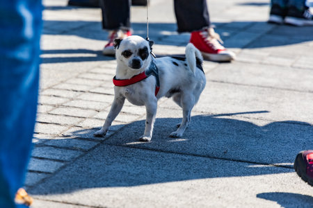 Wroclaw, Poland - September 2022: Freedom square in Wroclaw and city streets full of small and big dogs at Wroclaw Dogs Parade Hau Are You organized by local homeless animal shelterのeditorial素材
