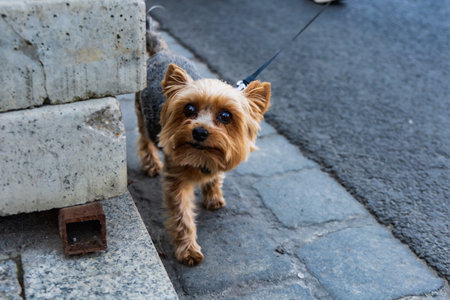 Wroclaw, Poland - September 2022: Freedom square in Wroclaw and city streets full of small and big dogs at Wroclaw Dogs Parade Hau Are You organized by local homeless animal shelterのeditorial素材
