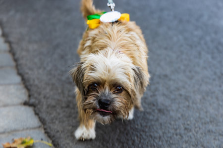 Wroclaw, Poland - September 2022: Freedom square in Wroclaw and city streets full of small and big dogs at Wroclaw Dogs Parade Hau Are You organized by local homeless animal shelterのeditorial素材