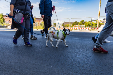 Wroclaw, Poland - September 2022: Freedom square in Wroclaw and city streets full of small and big dogs at Wroclaw Dogs Parade Hau Are You organized by local homeless animal shelterのeditorial素材