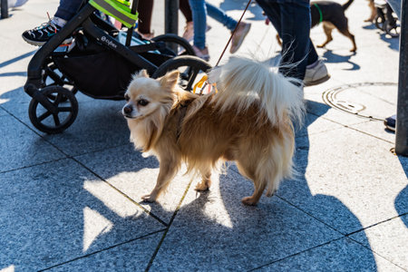 Wroclaw, Poland - September 2022: Freedom square in Wroclaw and city streets full of small and big dogs at Wroclaw Dogs Parade Hau Are You organized by local homeless animal shelterのeditorial素材