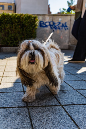 Wroclaw, Poland - September 2022: Freedom square in Wroclaw and city streets full of small and big dogs at Wroclaw Dogs Parade Hau Are You organized by local homeless animal shelterのeditorial素材
