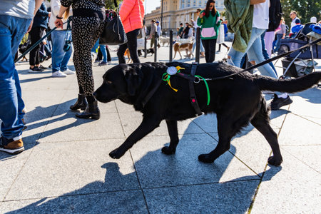 Wroclaw, Poland - September 2022: Freedom square in Wroclaw and city streets full of small and big dogs at Wroclaw Dogs Parade Hau Are You organized by local homeless animal shelterのeditorial素材