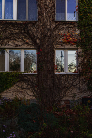 Facade of small building full of colorful ivy on walls and colorful trees and bushes around at autumnの写真素材