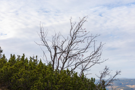 Alone branches of mature mountain ash tree over small bushes next to mountain trail at sunny autumn dayの写真素材