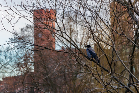 Small black raven sitting on a branch of tree without leaves at sunny afternoonの写真素材