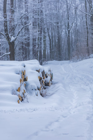 A lot of cutted trees lying next to mountain trails in mountains covered with snow at winterの写真素材