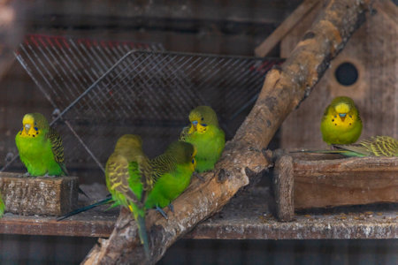 Beautiful big herd of small and colorful parrots sitting on wooden branches inside big cage at small...