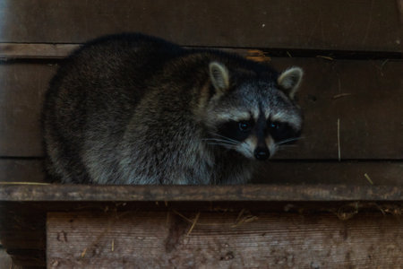 Beautiful small raccoon sitting inside big cage at small farmの写真素材