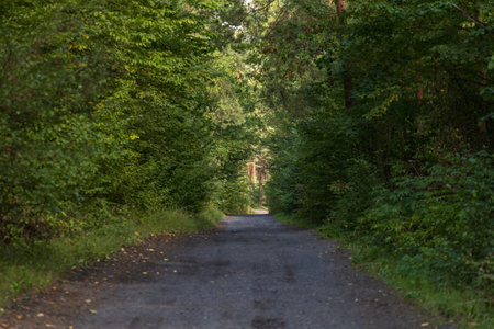 A serene path through lush greenery, perfect for travel, nature, or adventure themes. Captivating...