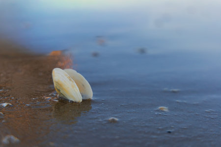 A vibrant stretch of Baltic Sea beach adorned with countless small, colorful seashells, creating a...