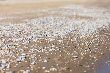 A vibrant stretch of Baltic Sea beach adorned with countless small, colorful seashells, creating a...