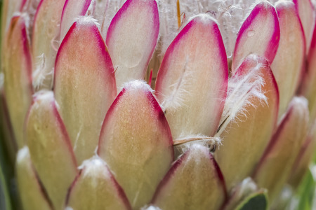 Protea ?u?ar? - South Africa