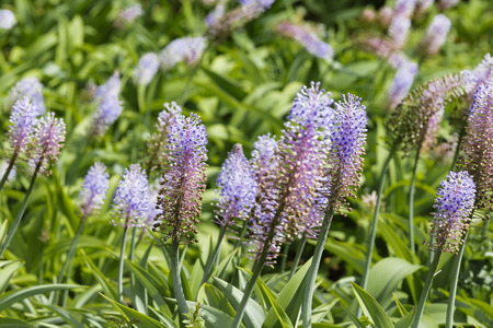 Blauer Ingwer - Dichorisandra thyrsiflora