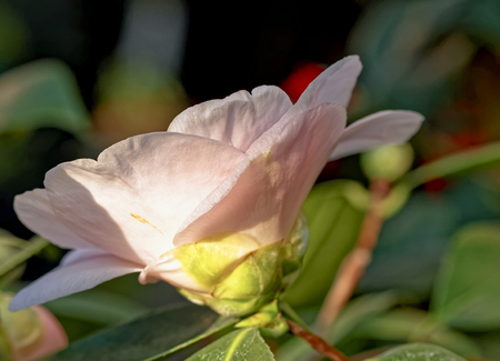 White pink Camellia - Camellia japonica L. 'DW Davis'の写真素材