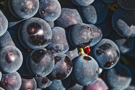 Ripe red grapesの写真素材