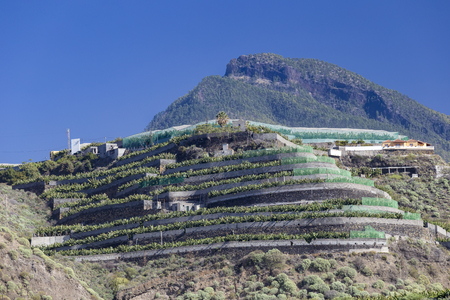 La Palma - Banana plantation in Tazacorteの写真素材